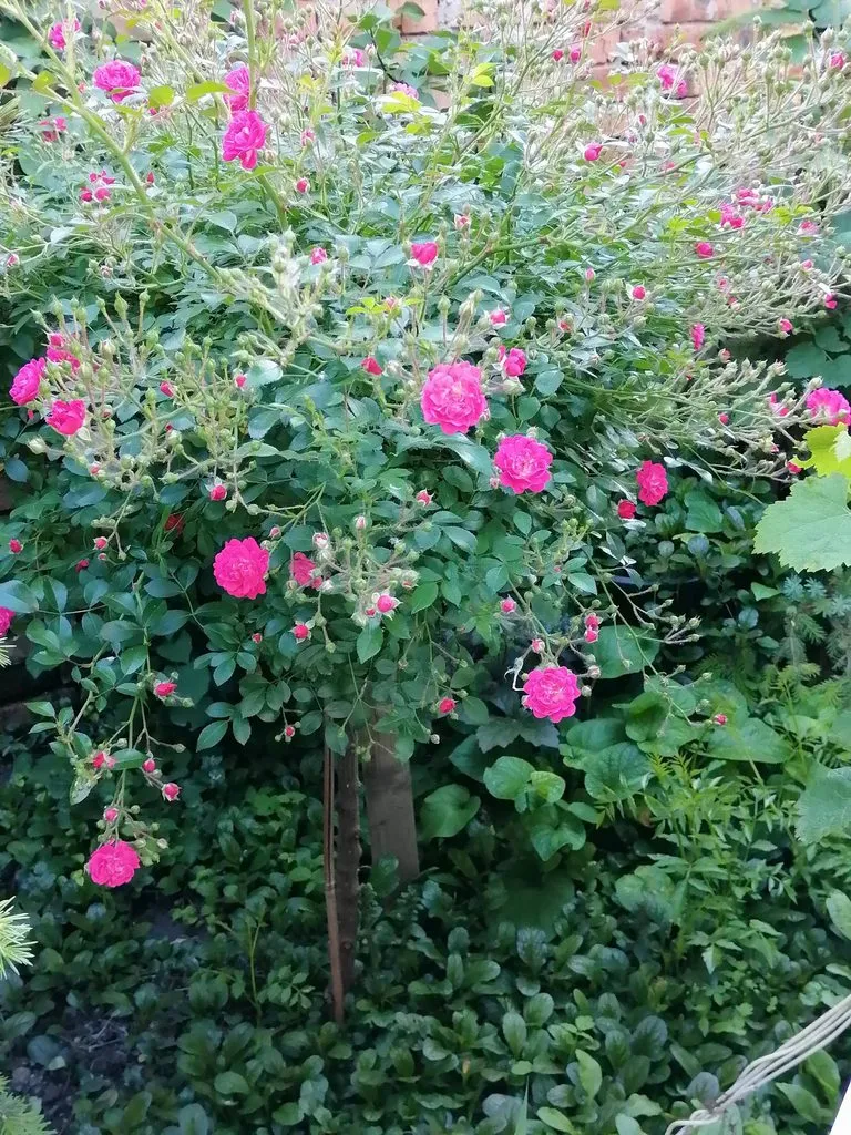 Чайная беседка