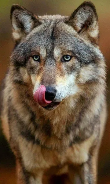 Эти забавные животные