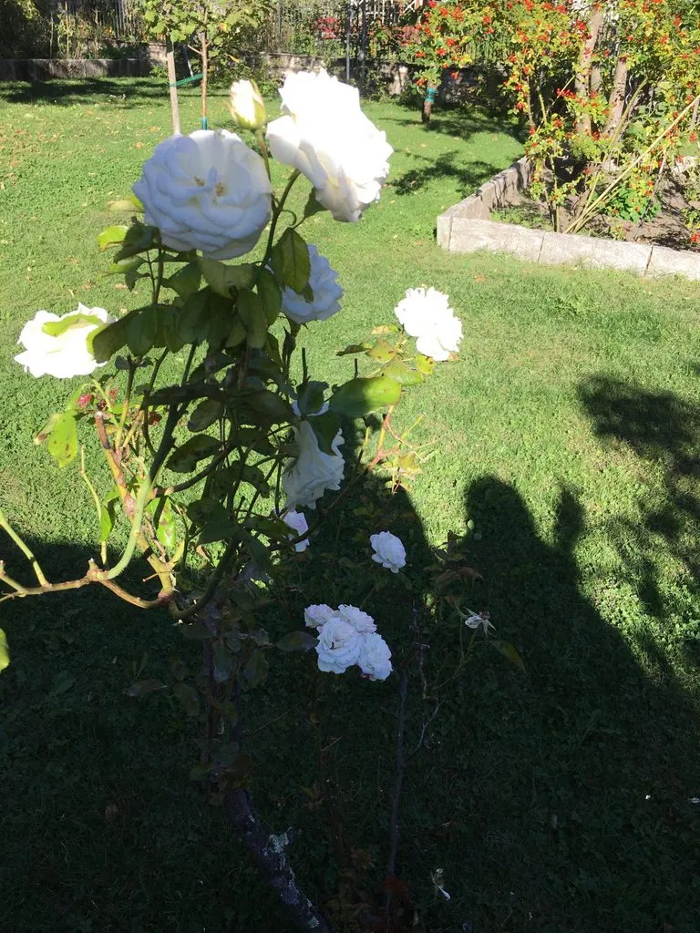 Чайная беседка