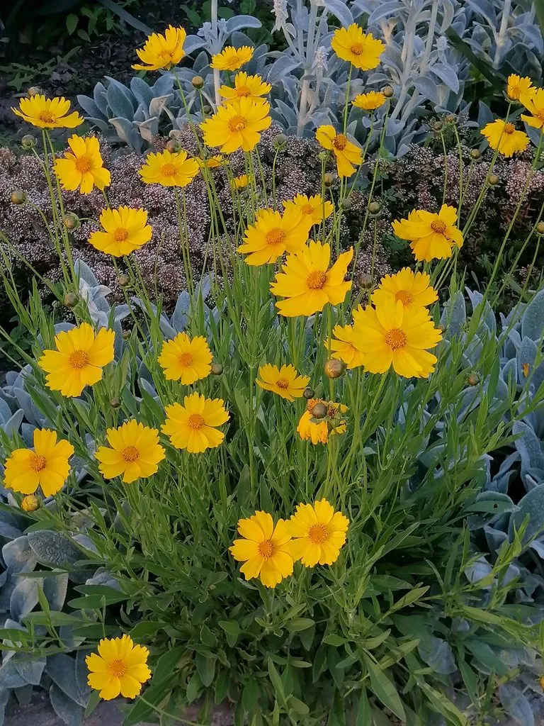 Tapтaлeтки & Ко