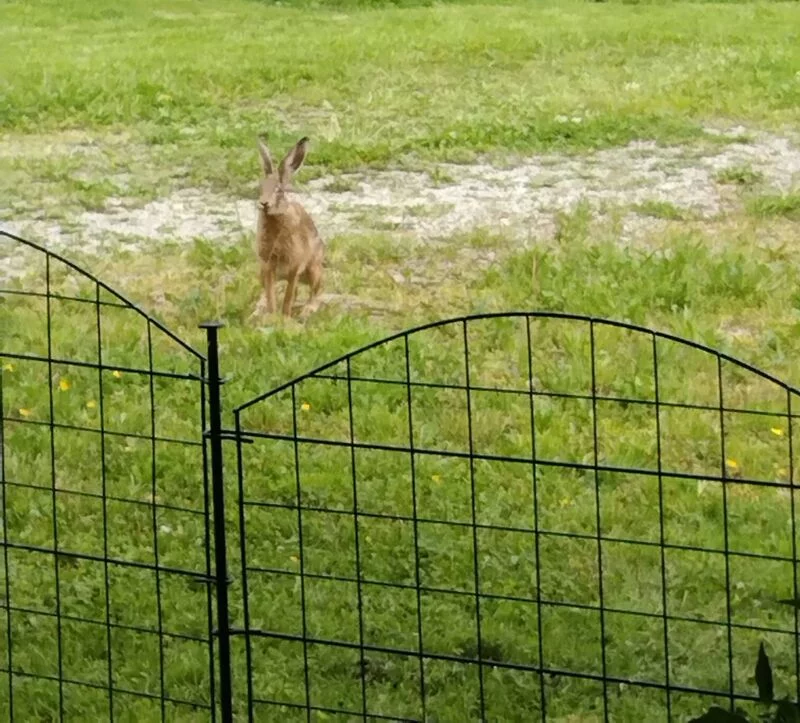 Чайная беседка