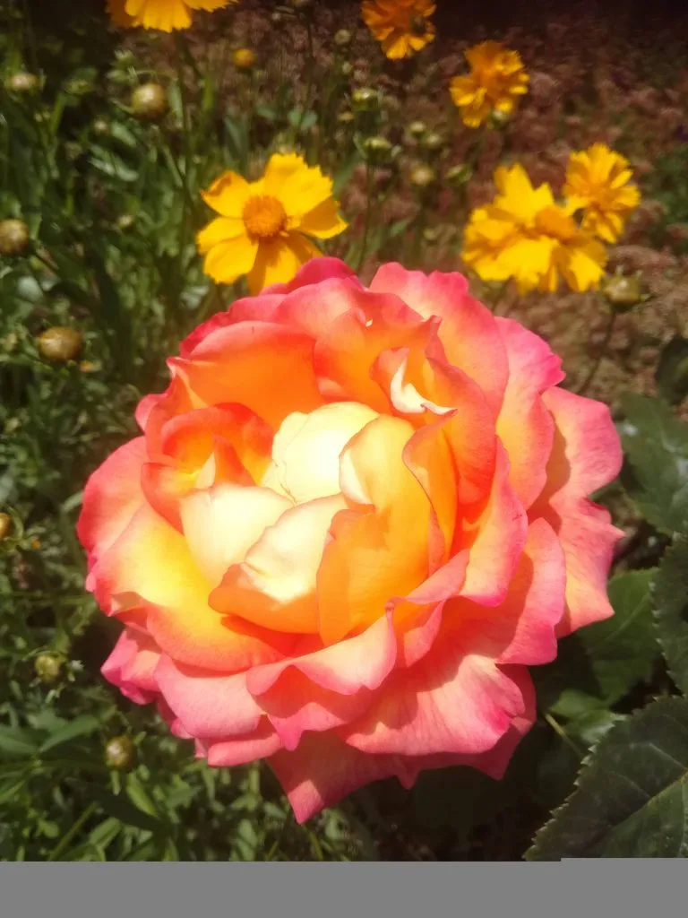 Чайная беседка