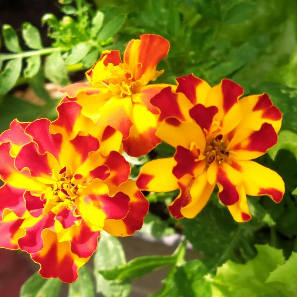 Чайная беседка