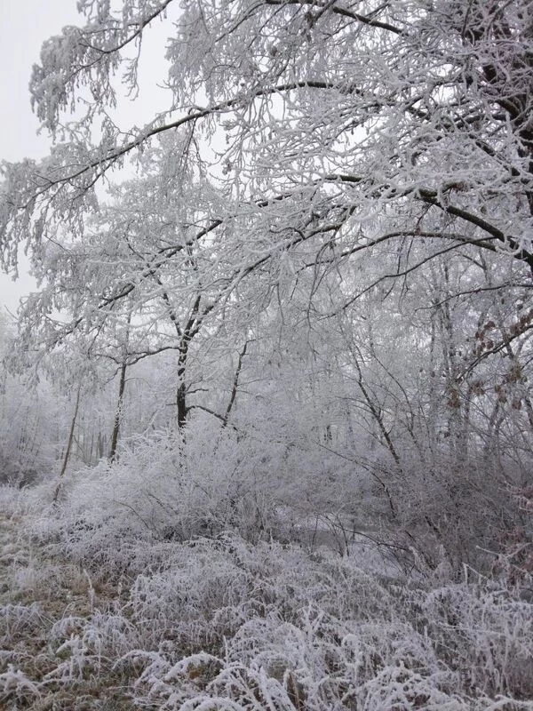 Чайная беседка