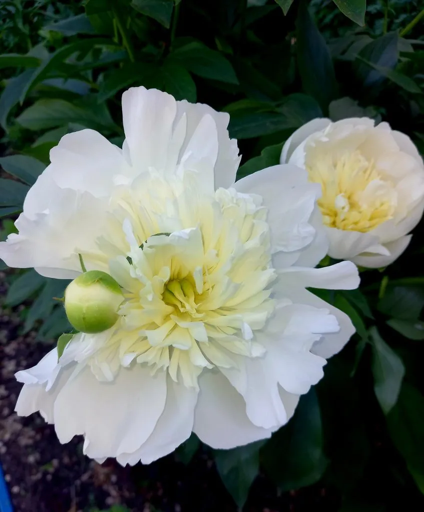 Чайная беседка