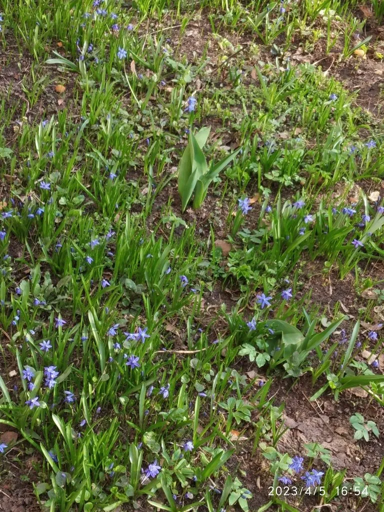 Чайная беседка