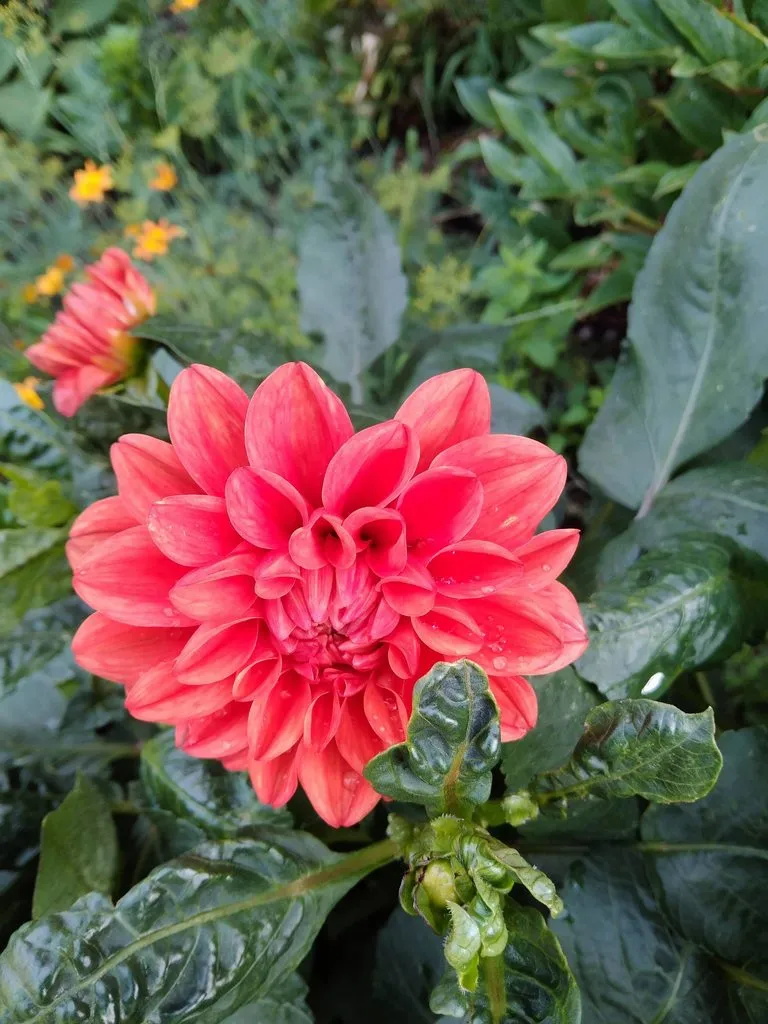 Чайная беседка