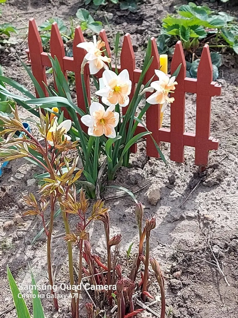 Чайная беседка