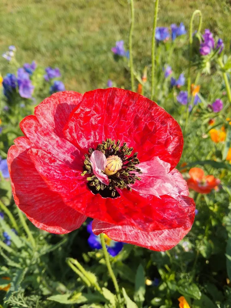 Чайная беседка