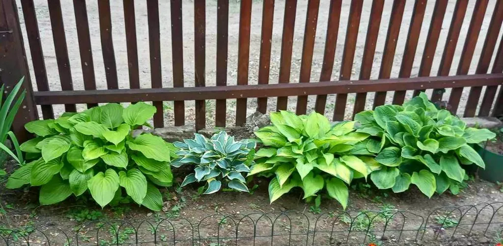 Чайная беседка