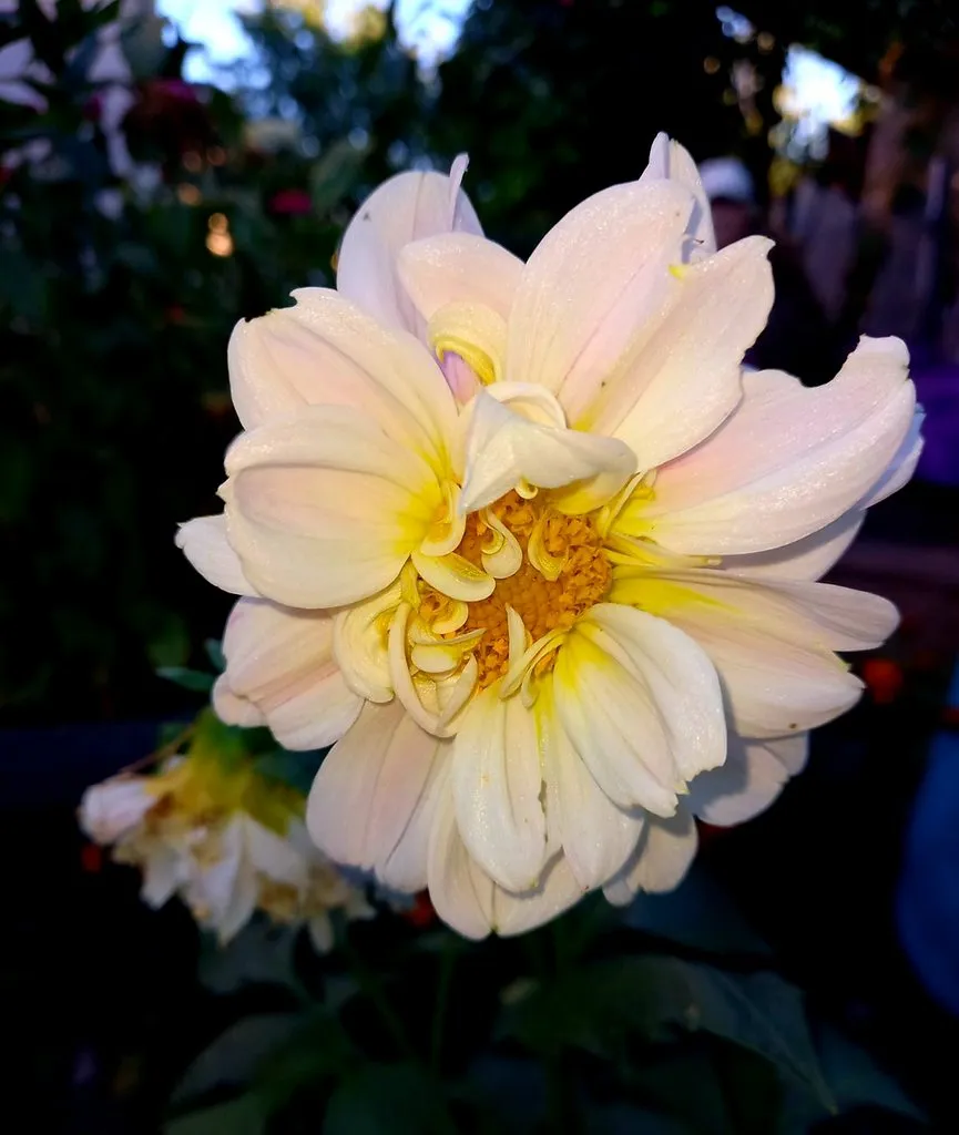 Чайная беседка