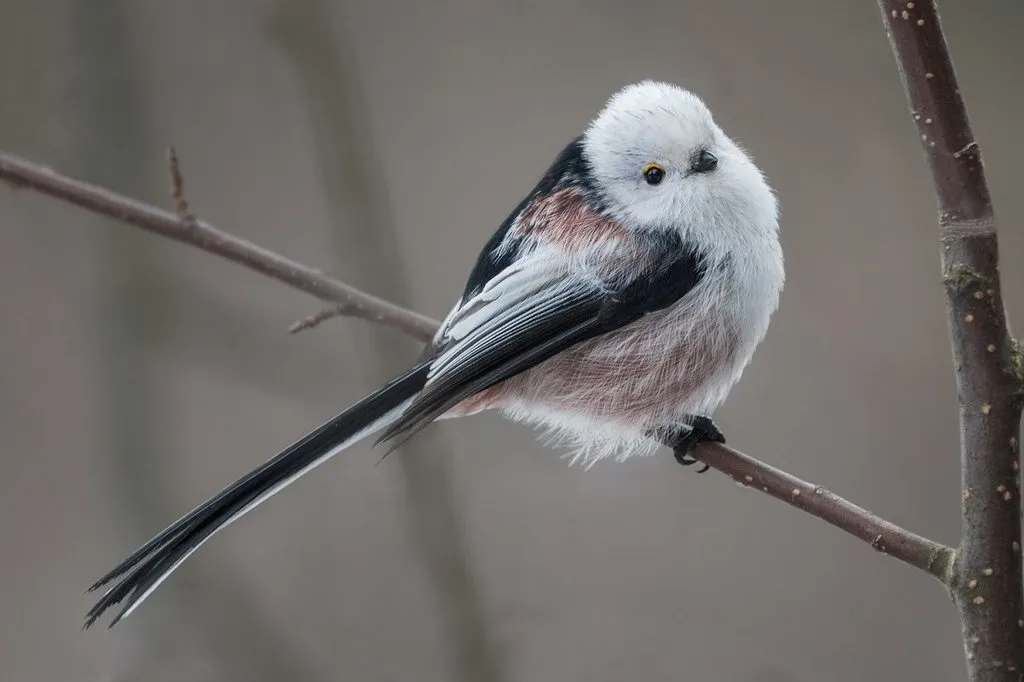 Tapтaлeтки & Ко