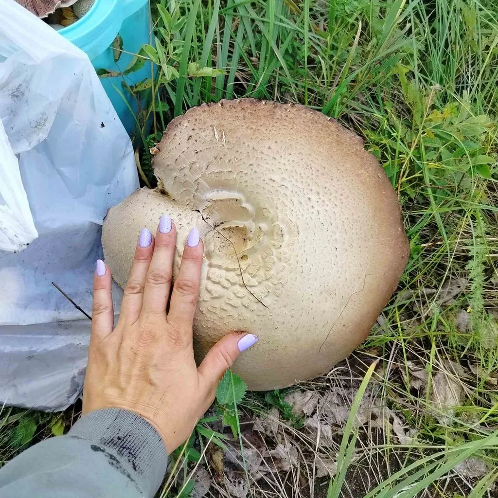 Чайная беседка