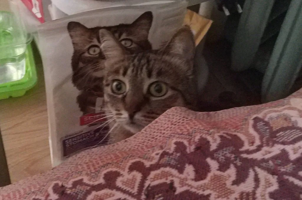 Кафе «У пани Сони»