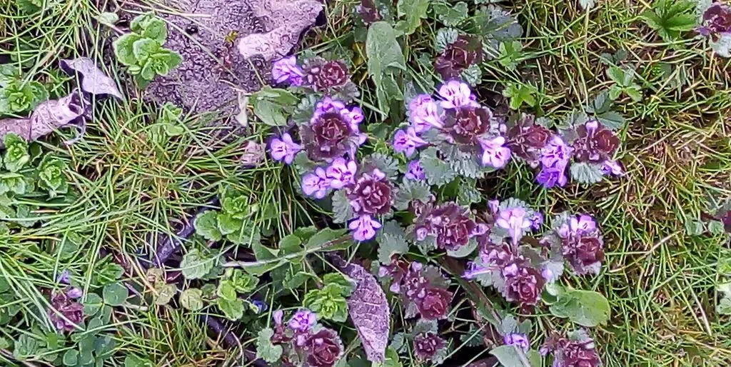 Чайная беседка