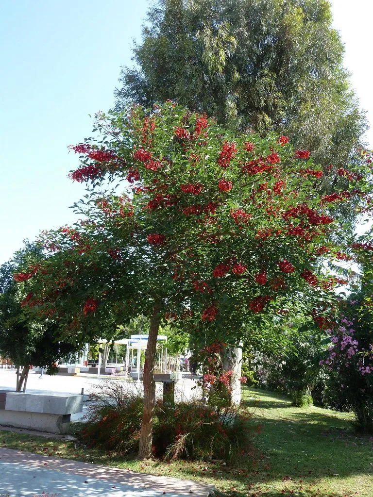 Флора