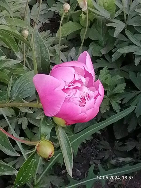 Чайная беседка