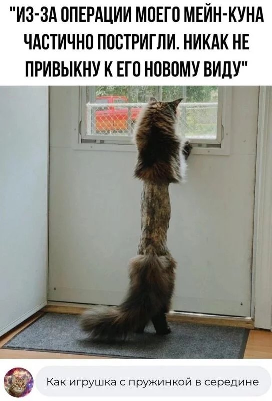 Tapтaлeтки & Ко