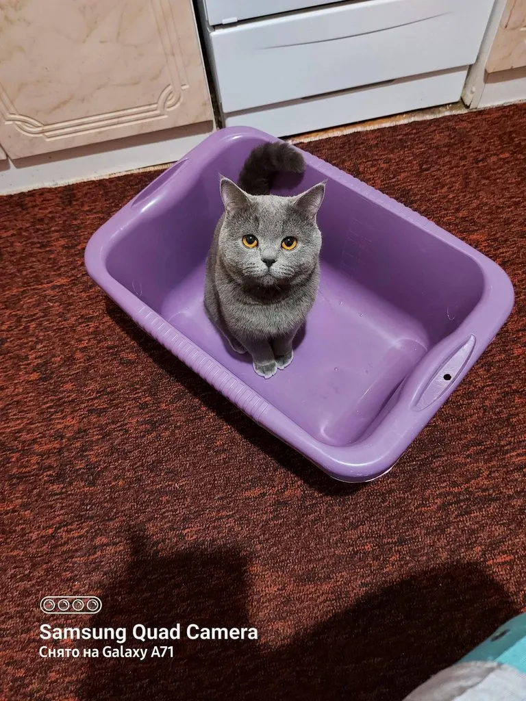 Tapтaлeтки & Ко