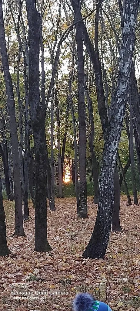 Чайная беседка