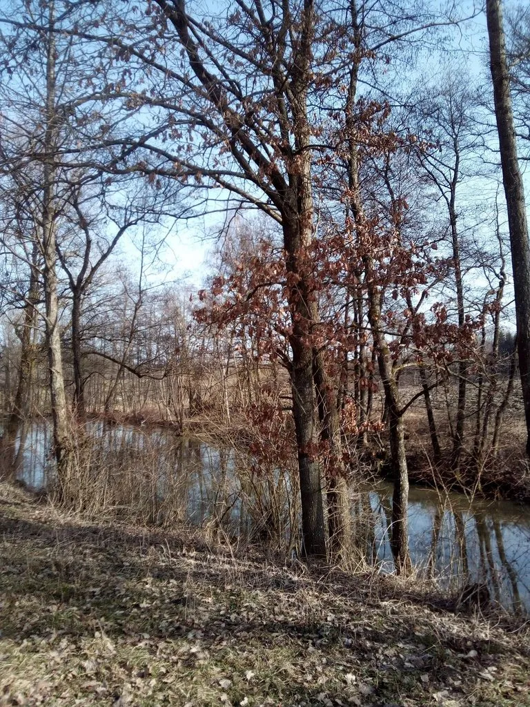 Чайная беседка