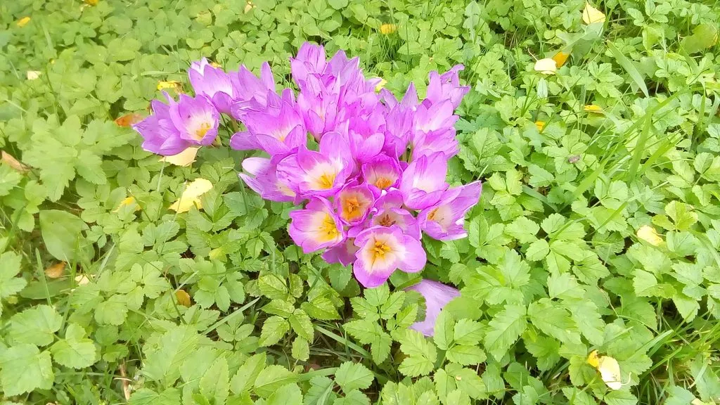Кафе «У пани Сони»