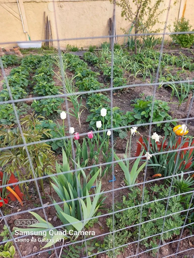 Чайная беседка