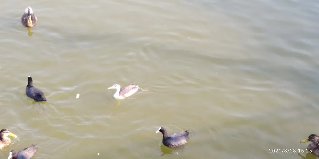 Tapтaлeтки & Ко