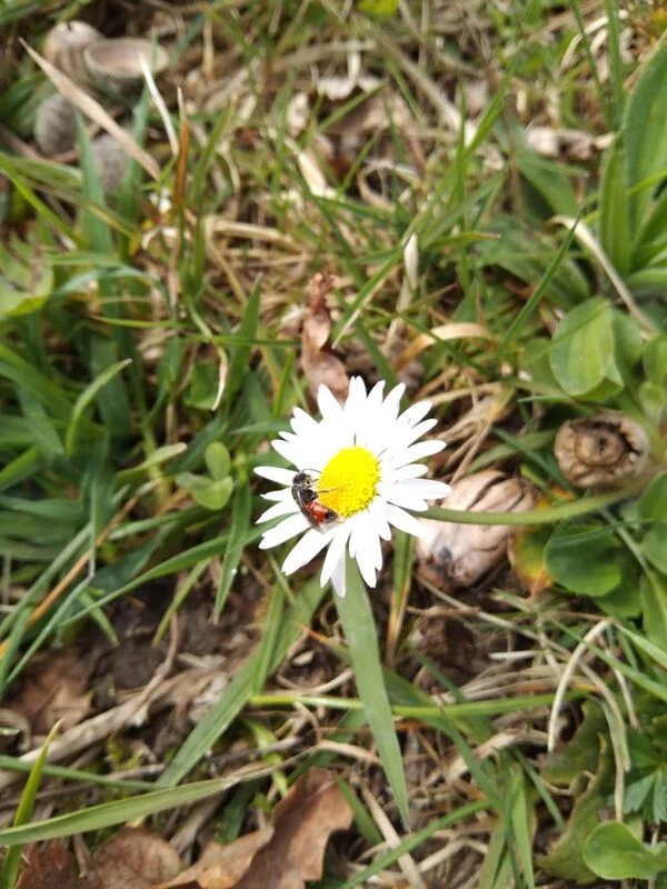 Чайная беседка