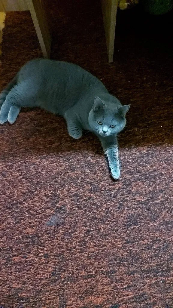 Tapтaлeтки & Ко