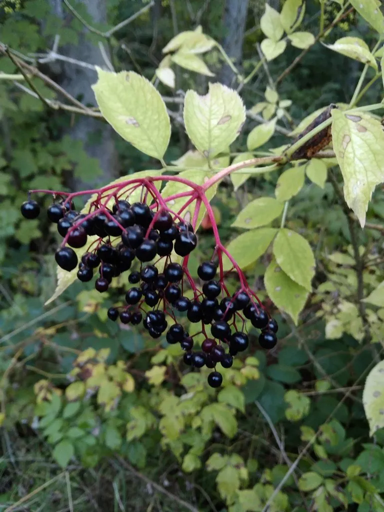 Чайная беседка