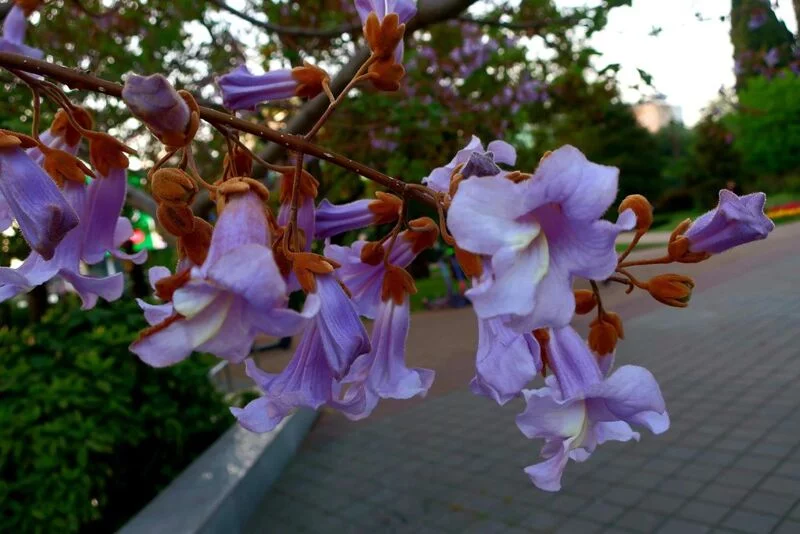 Чайная беседка