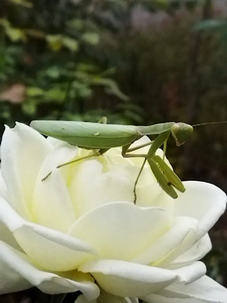 В мире животных