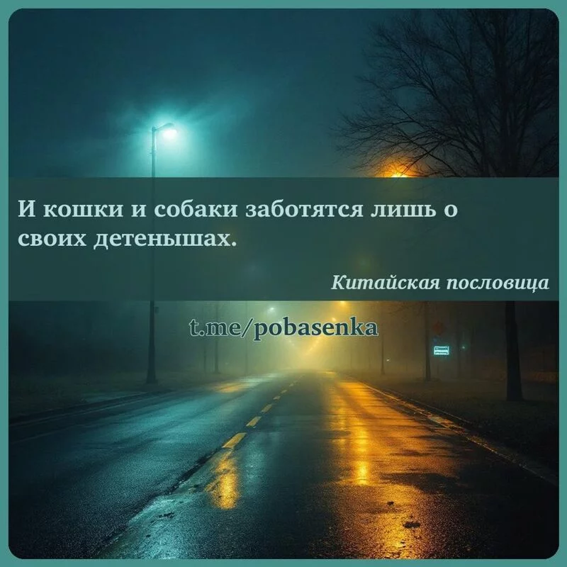 «И кошки и собаки заботятся лишь о своих...» height="550" width="550"