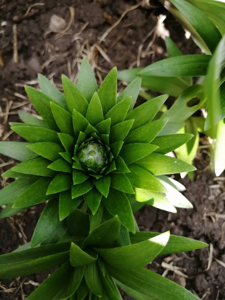 Чайная беседка