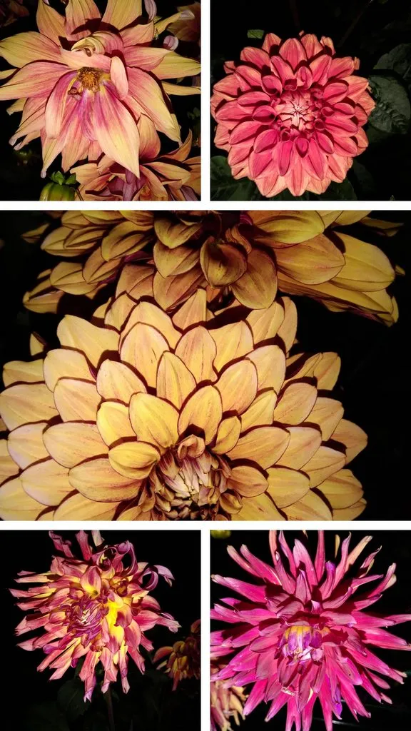 Чайная беседка