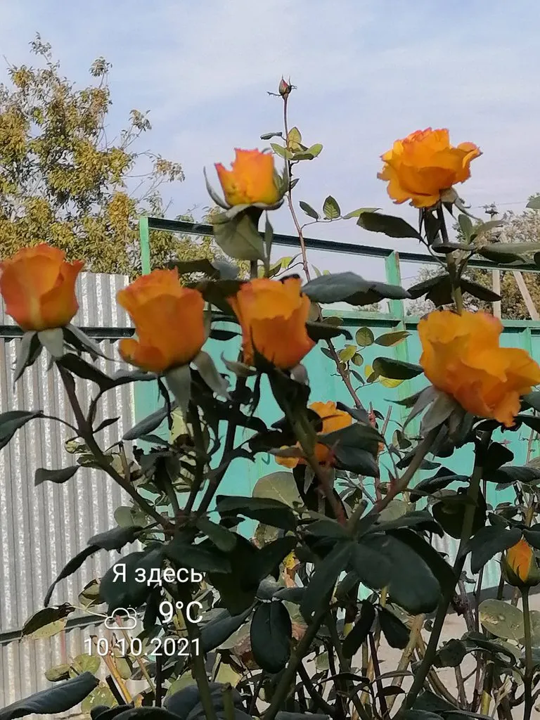 Чайная беседка