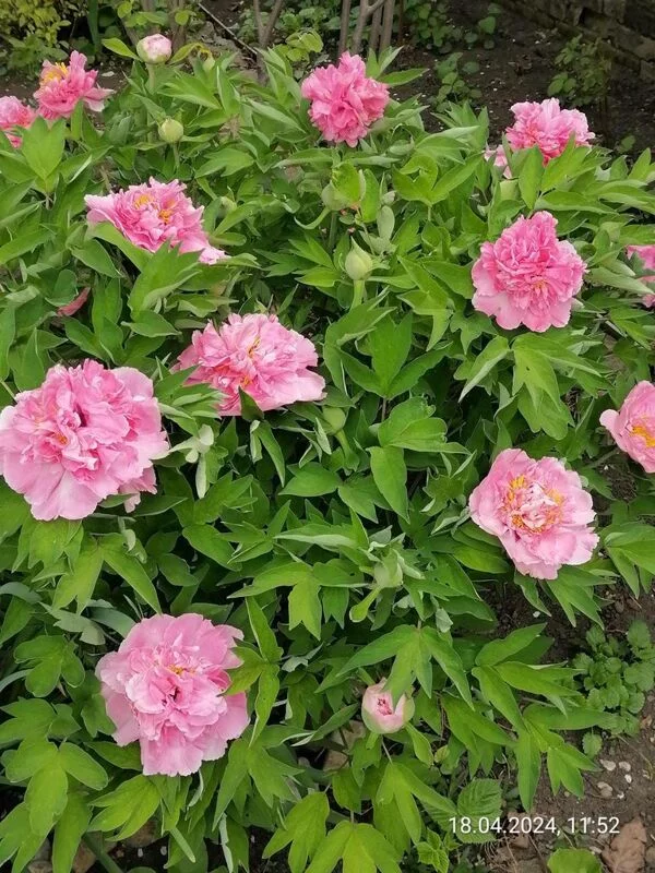 Чайная беседка