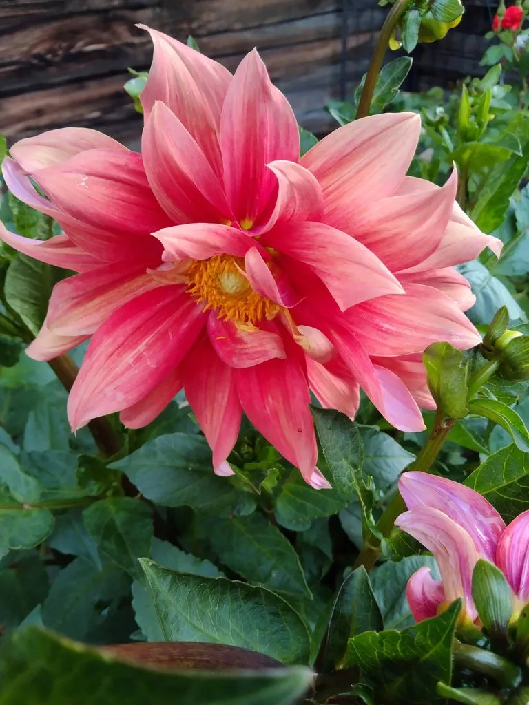 Чайная беседка