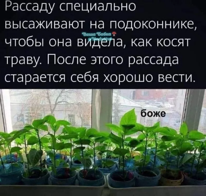 Кафе "У пани Сони"