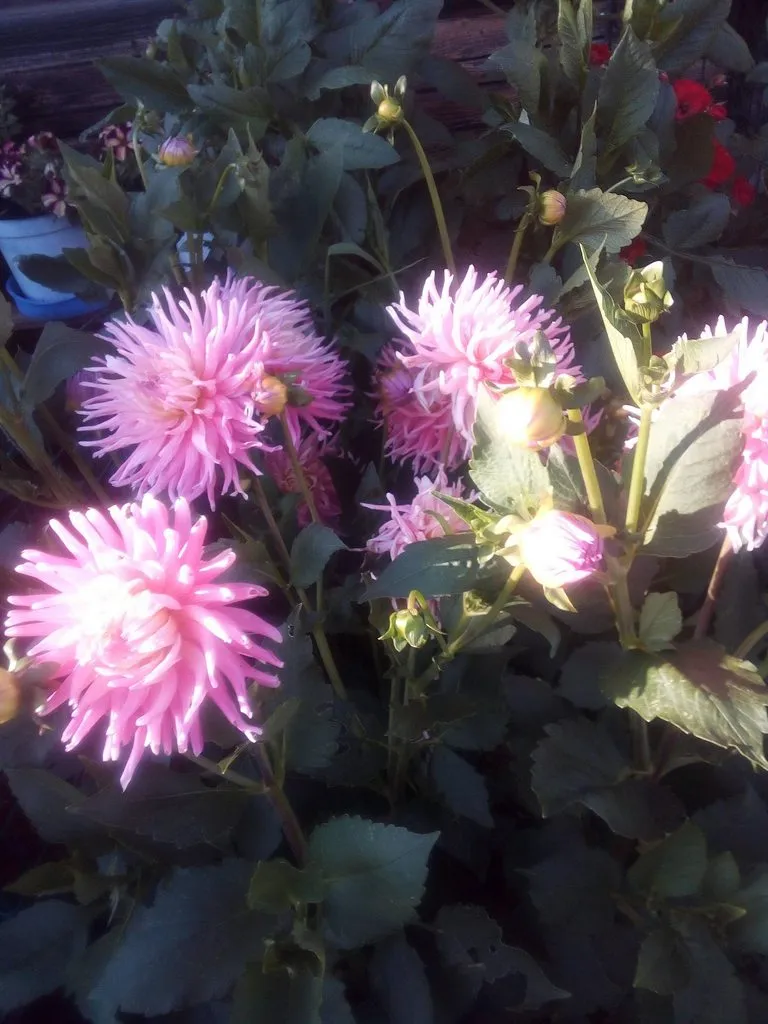 Чайная беседка