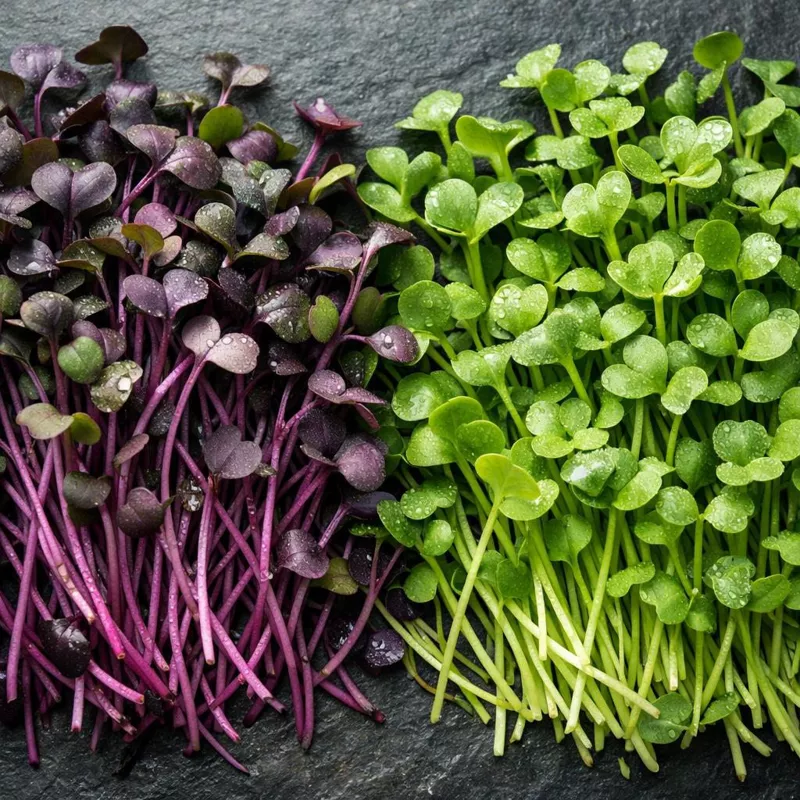 Микрозелень: компактная еда с максимумом пользы