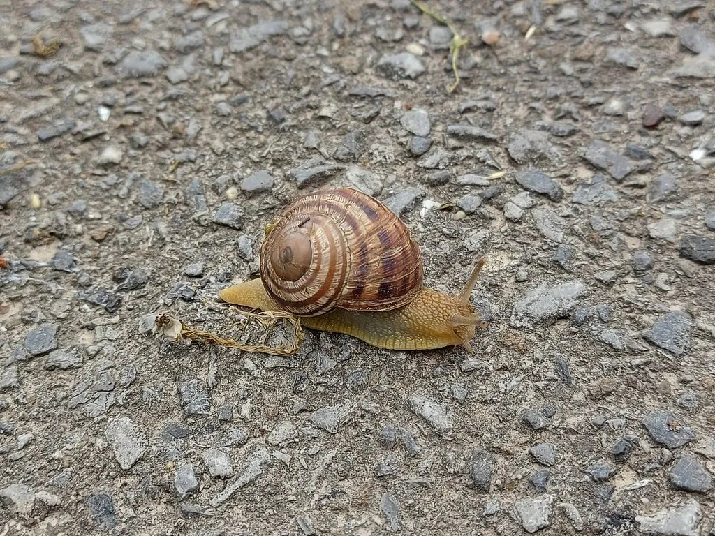 Чайная беседка