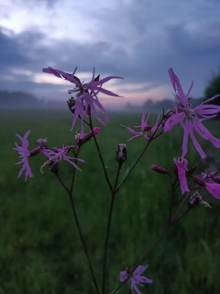 Tapтaлeтки & Ко