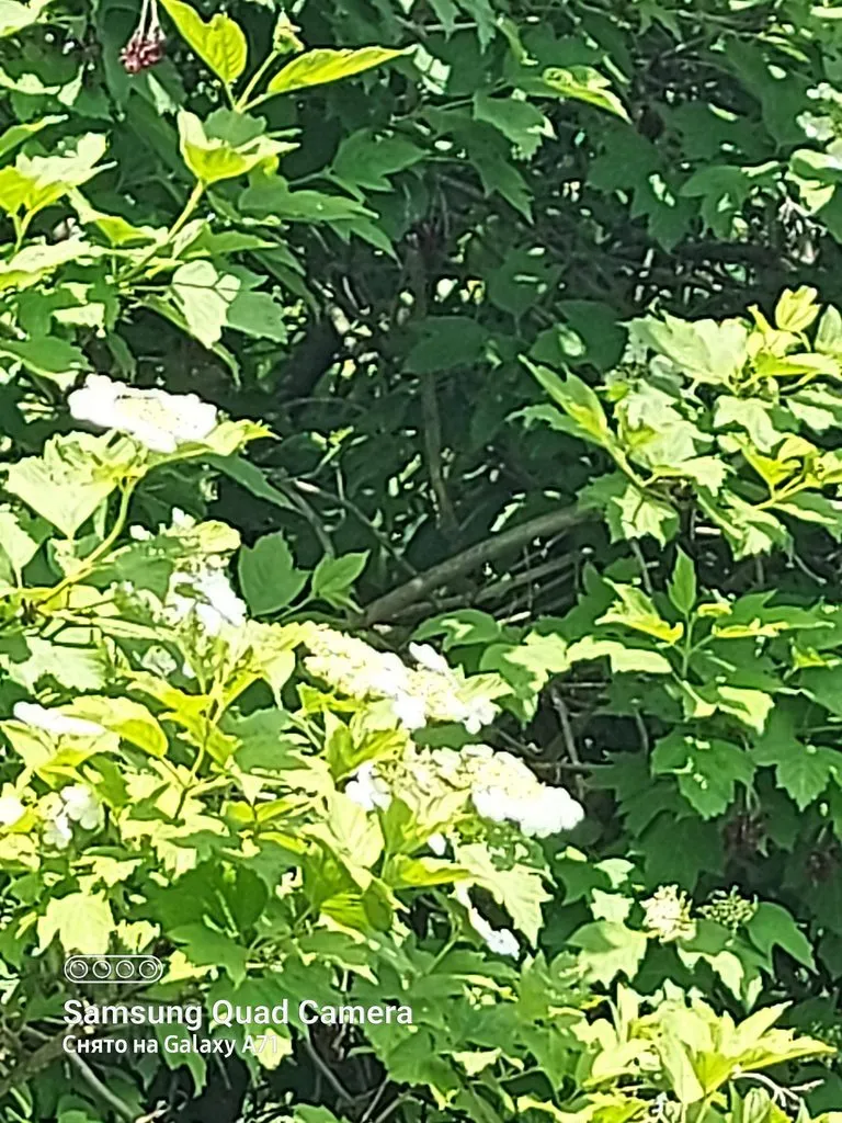 Чайная беседка