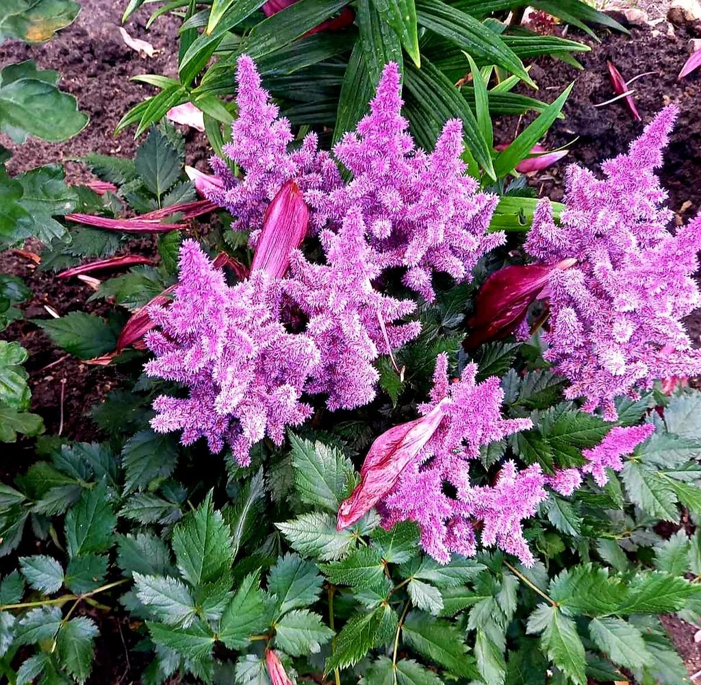 Чайная беседка