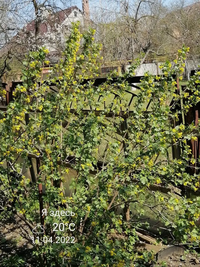 Чайная беседка