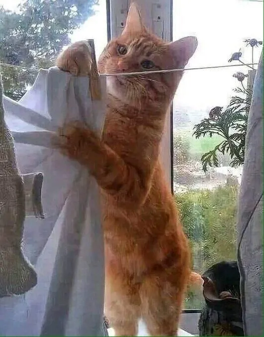 Кошичкина полиция