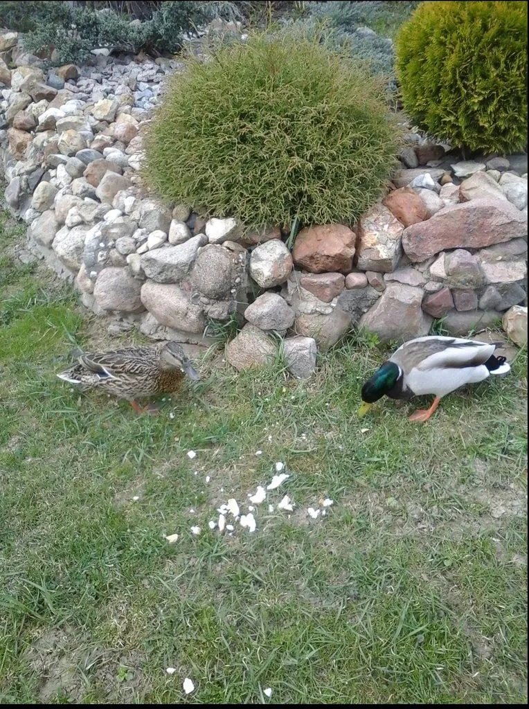 Чайная беседка