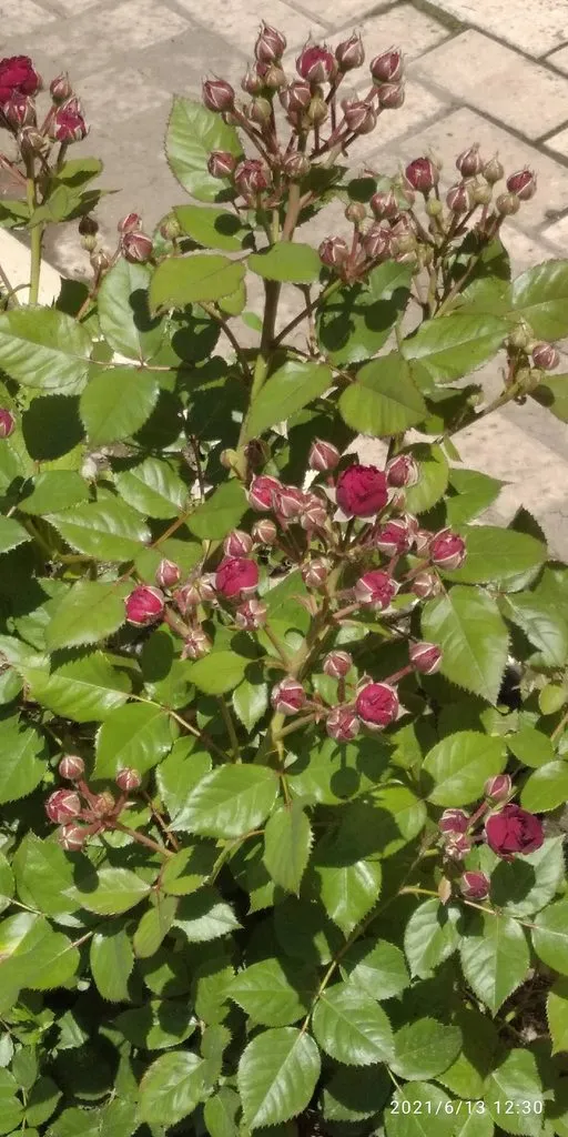 Tapтaлeтки & Ко